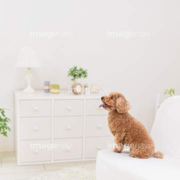 犬 お座り 茶色 の画像素材 ペット 生き物の写真素材ならイメージナビ