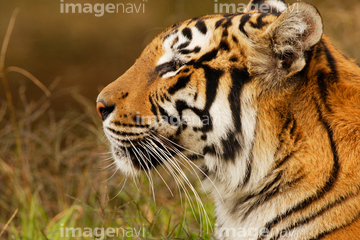トラ 顔 の画像素材 陸の動物 生き物の写真素材ならイメージナビ