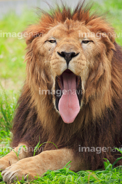 生き物 陸の動物 ライオン トラ の画像素材 写真素材ならイメージナビ