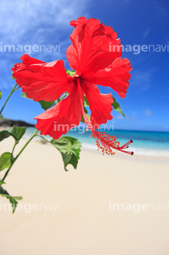 ハイビスカス 海 沖縄県 赤色 の画像素材 日本 国 地域の写真素材ならイメージナビ