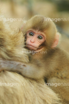 子猿 の画像素材 陸の動物 生き物の写真素材ならイメージナビ