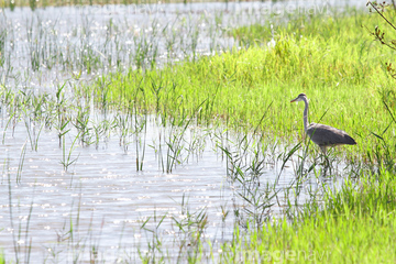 市川市 大柏川第一調節池緑地 の画像素材 鳥類 生き物の写真素材ならイメージナビ