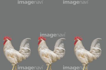 鶏冠 角 の画像素材 家畜 生き物の写真素材ならイメージナビ