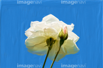 バラ 白バラ ロイヤリティフリー イラスト の画像素材 花 植物 イラスト Cgのイラスト素材ならイメージナビ