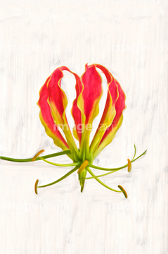 グロリオサ 花 の画像素材 花 植物の写真素材ならイメージナビ