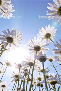 マーガレット 花畑 白色 の画像素材 花 植物の写真素材ならイメージナビ