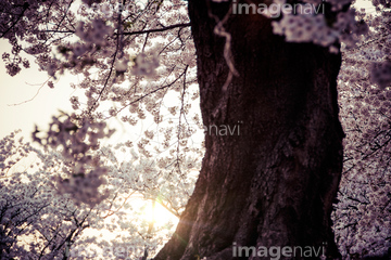 桜 幹 の画像素材 樹木 花 植物の写真素材ならイメージナビ