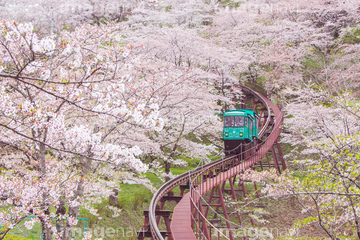 船岡城址公園スロープカー の画像素材 鉄道 乗り物 交通の写真素材ならイメージナビ