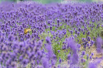 蝶 花 ラベンダー の画像素材 虫 昆虫 生き物の写真素材ならイメージナビ