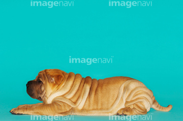チャイニーズシャーペイ の画像素材 ペット 生き物の写真素材ならイメージナビ