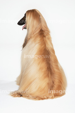 大型犬 アフガンハウンド の画像素材 陸の動物 生き物の写真素材ならイメージナビ