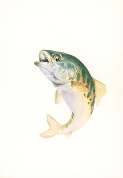 エノハ の画像素材 魚介 食べ物の写真素材ならイメージナビ