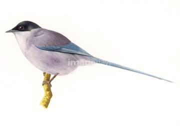 オナガ の画像素材 鳥類 生き物の写真素材ならイメージナビ