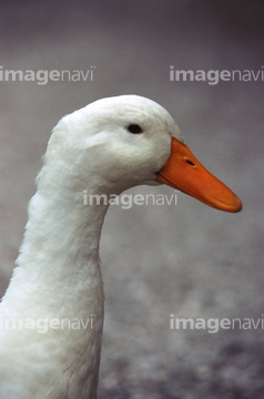 生き物 家畜 アヒル ガチョウ くちばし アヒル の画像素材 写真素材ならイメージナビ