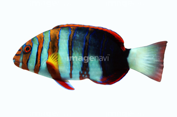生き物 ペット 熱帯魚 縞模様 の画像素材 写真素材ならイメージナビ