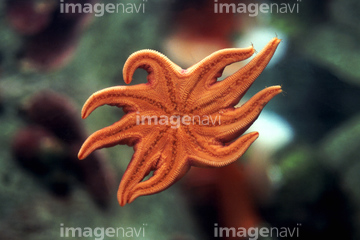 生き物 海の動物 ヒトデ ウニ 海中 オレンジ色 の画像素材 写真素材ならイメージナビ