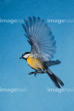 生き物 鳥類 小鳥 の画像素材 写真素材ならイメージナビ