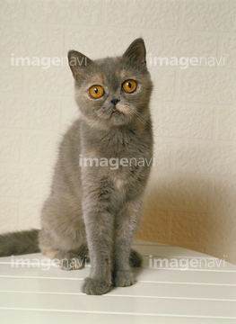 猫 座る 正面 ロシアンブルー の画像素材 ペット 生き物の写真素材ならイメージナビ