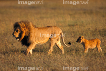 ライオン 親子 歩く 写真 の画像素材 陸の動物 生き物の写真素材ならイメージナビ