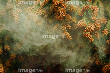 スギ花粉 の画像素材 樹木 花 植物の写真素材ならイメージナビ