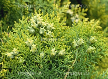 ヒノキの仲間 の画像素材 森林 自然 風景の写真素材ならイメージナビ