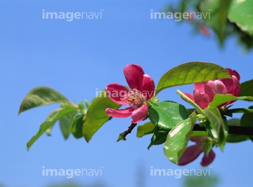 薬草 カリン バラの近縁 ロイヤリティフリー の画像素材 健康管理 ライフスタイルの写真素材ならイメージナビ