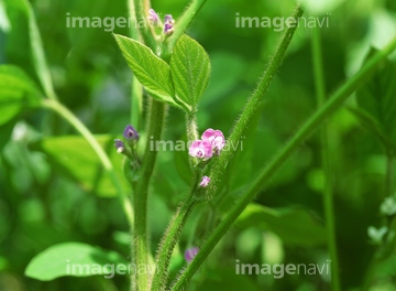 大豆 花 枝豆 の画像素材 花 植物 イラスト Cgの写真素材ならイメージナビ