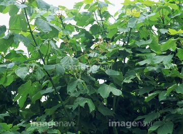 アオギリ の画像素材 葉 花 植物の写真素材ならイメージナビ