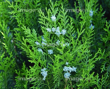 ヒノキの仲間 の画像素材 森林 自然 風景の写真素材ならイメージナビ