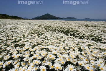 マーガレット 花畑 白色 の画像素材 花 植物の写真素材ならイメージナビ