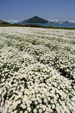 マーガレット 花畑 白色 の画像素材 花 植物の写真素材ならイメージナビ
