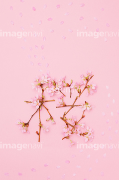 桜 桜イメージ の画像素材 写真素材ならイメージナビ