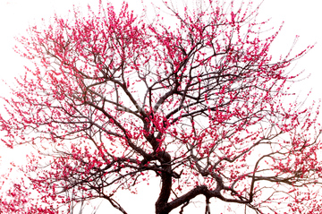 梅の木 の画像素材 樹木 花 植物の写真素材ならイメージナビ