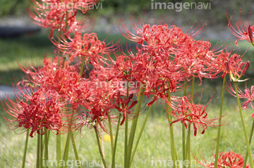 ひがんばな 花 リコリス ヒガンバナ の画像素材 季節 イベント イラスト Cgの写真素材ならイメージナビ