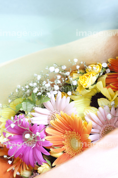 ガーベラ 綺麗 の画像素材 花 植物の写真素材ならイメージナビ