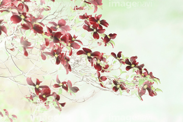 ハナミズキ 水彩画】の画像素材 | 花・植物の写真素材ならイメージナビ