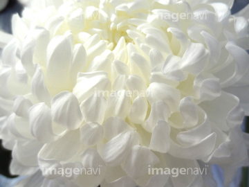 白い菊 の画像素材 花 植物の写真素材ならイメージナビ
