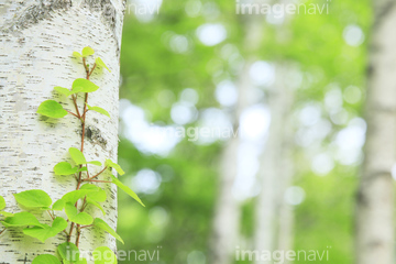 白樺の葉 の画像素材 葉 花 植物の写真素材ならイメージナビ