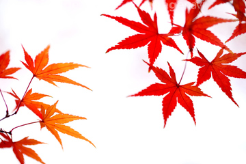 切り抜き素材特集 背景素材 紅葉 綺麗 の画像素材 葉 花 植物の写真素材ならイメージナビ