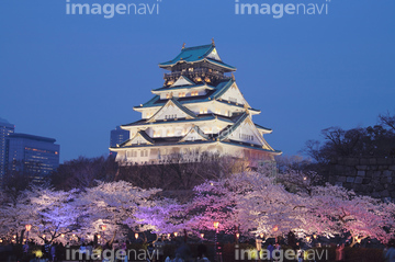 大阪城 夜 桜 の画像素材 樹木 花 植物の写真素材ならイメージナビ