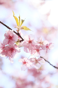 透過 桜の花 の画像素材 花 植物 イラスト Cgの写真素材ならイメージナビ