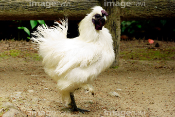 烏骨鶏 の画像素材 鳥類 生き物の写真素材ならイメージナビ