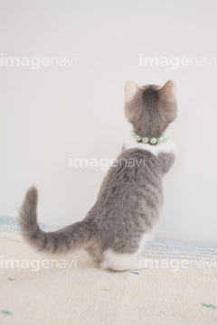 子猫 後ろ姿 の画像素材 ペット 生き物の写真素材ならイメージナビ 子猫 後ろ姿 の画像素材 ペット 生き物の写真素材ならイメージナビ