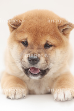 犬 伏せ 飼い犬 の画像素材 ペット 生き物の写真素材ならイメージナビ