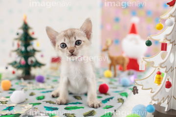 クリスマス特集 動物 キャラクター猫 の画像素材 秋 冬の行事 行事 祝い事の写真素材ならイメージナビ