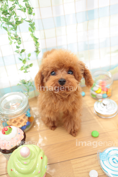 トイプードル 茶色 もこもこ の画像素材 ペット 生き物の写真素材ならイメージナビ