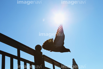 鳥 飛ぶ 空 自然 人物 イラスト 晴れ 飛び立つ ロイヤリティフリー の画像素材 交通イメージ 乗り物 交通の写真素材ならイメージナビ
