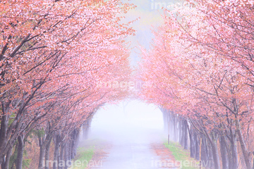 桜並木 桜のトンネル ロイヤリティフリー の画像素材 お祝い事 弔事 ライフスタイルの写真素材ならイメージナビ