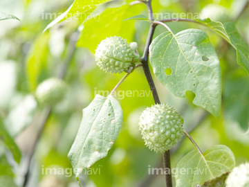 キチガイナスビ の画像素材 葉 花 植物の写真素材ならイメージナビ