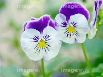 スミレ の画像素材 花 植物の写真素材ならイメージナビ